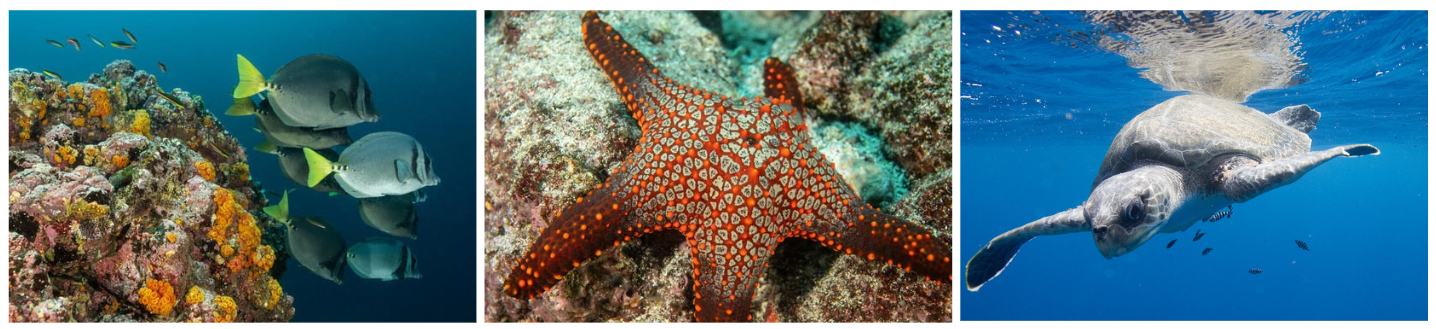 Fish, star fish and turtle from the Galápagos Islands