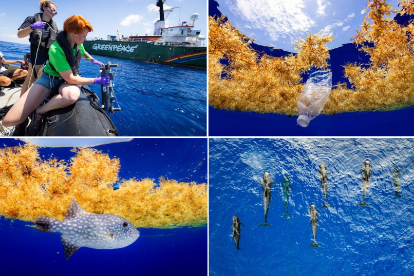 Photos of science work, pilot whales and plastic in the sargassum 